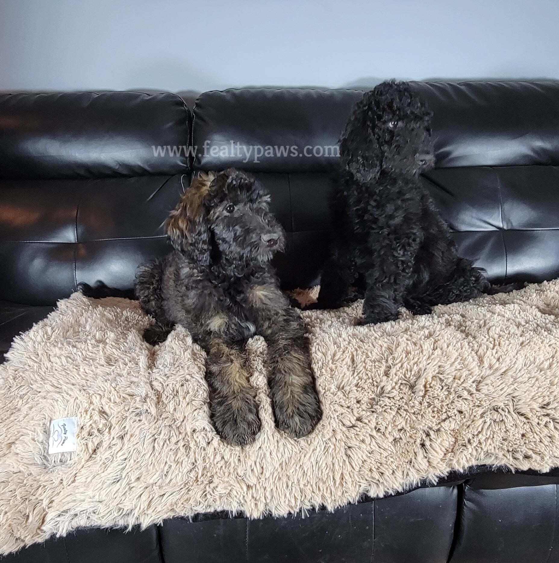 Rug for 2025 dogs paws